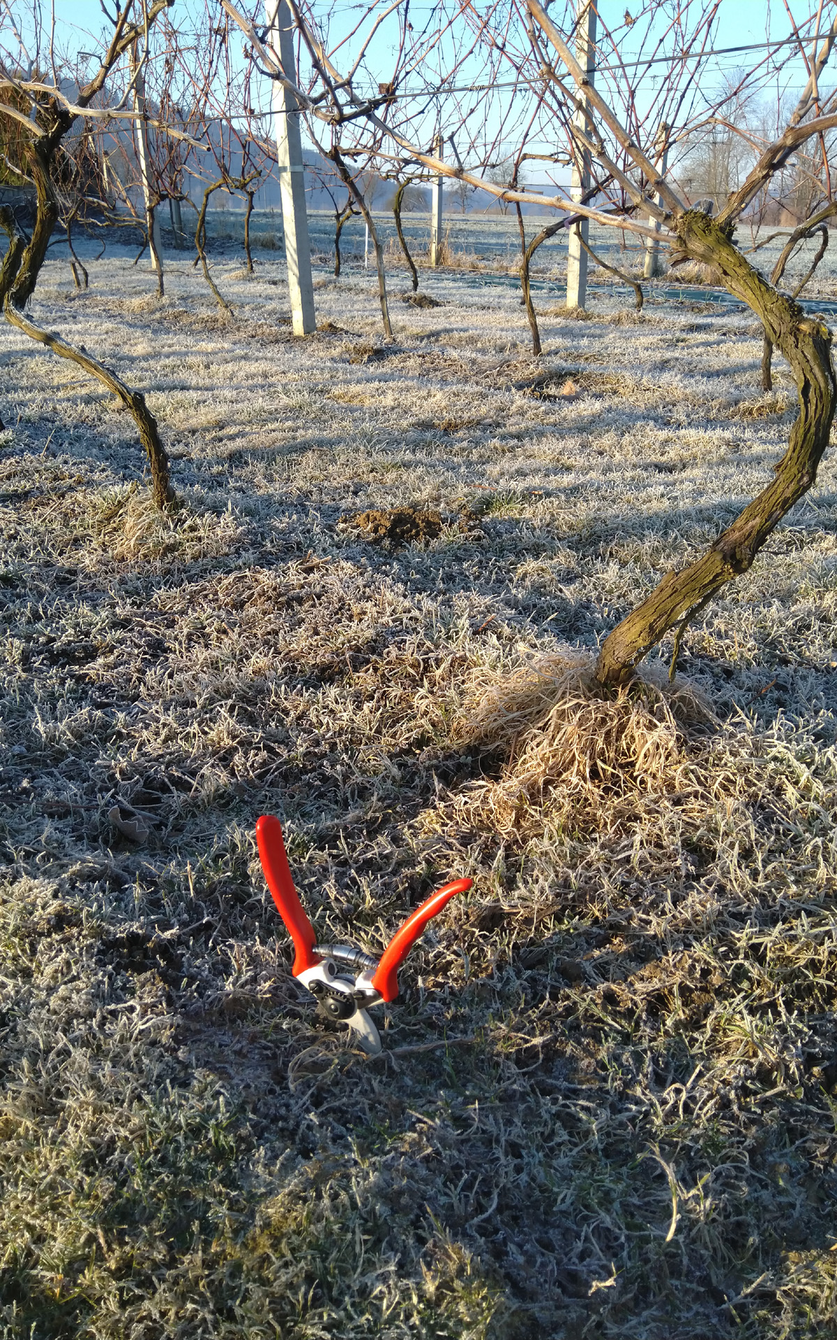 przed cieciem 1